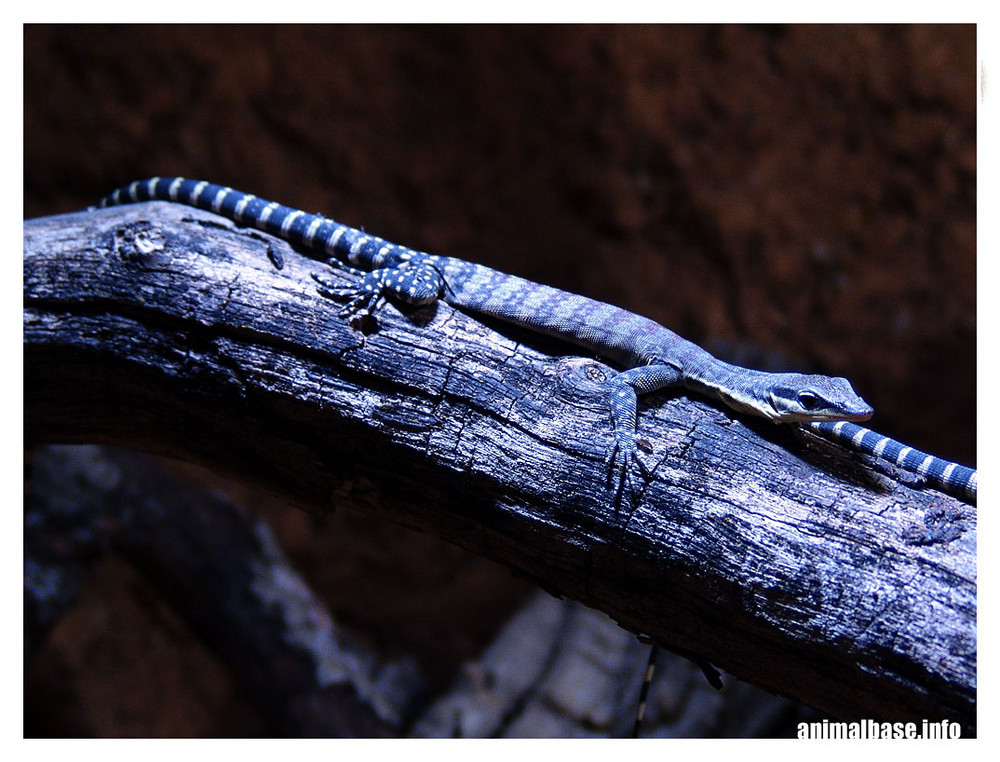 Varanus glauerti - Glauert's Felswaran