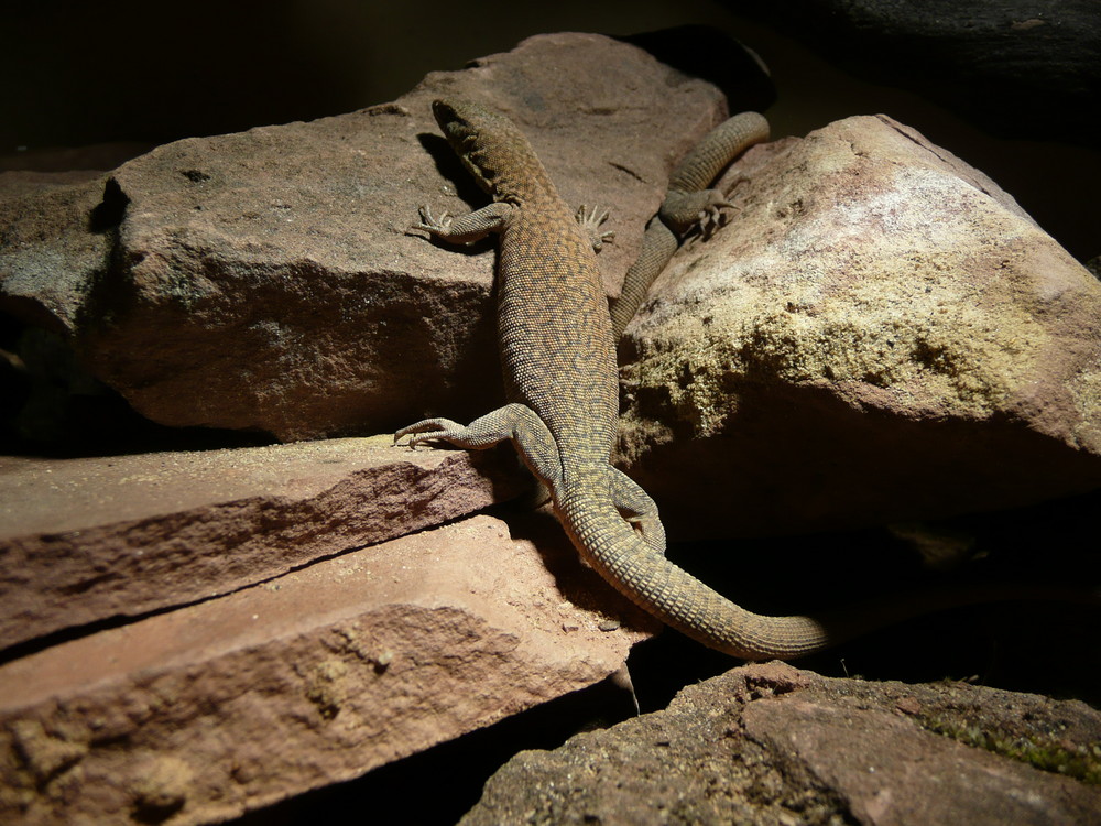 Varanus kingorum King´s Felsenwaran Foto 2 Foto & Bild tiere