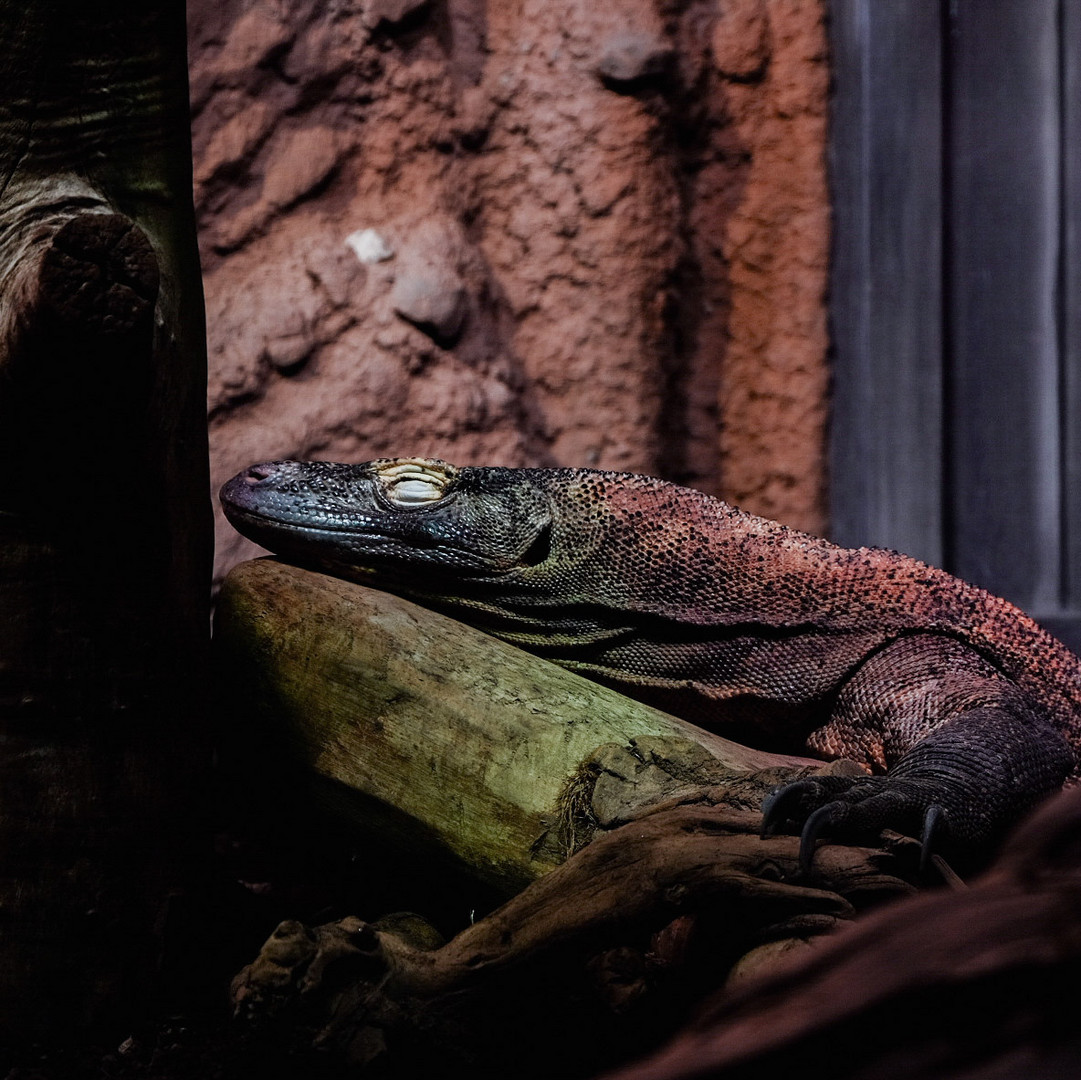 Varanus komodoensis