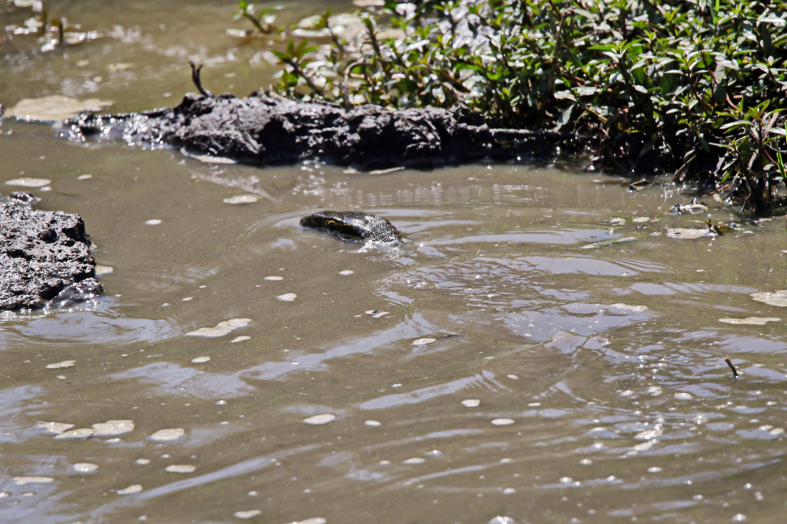 Varanus niloticus + 3 Bilder