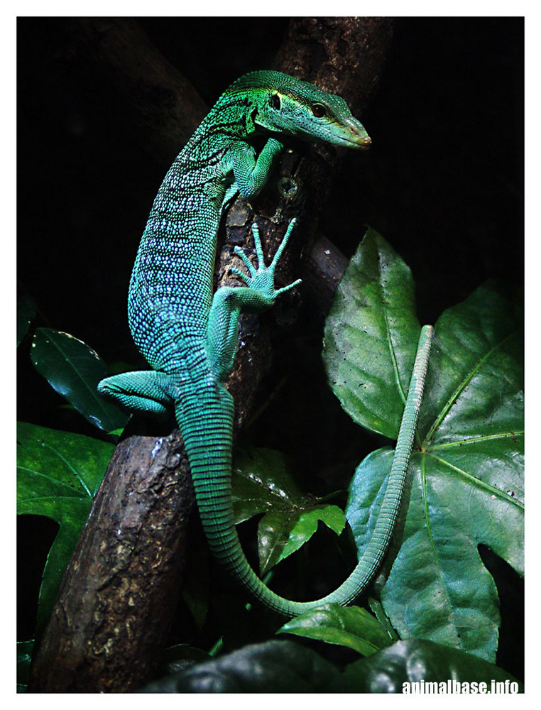 Varanus prasinus - Smaragdwaran ll