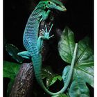 Varanus prasinus - Smaragdwaran ll