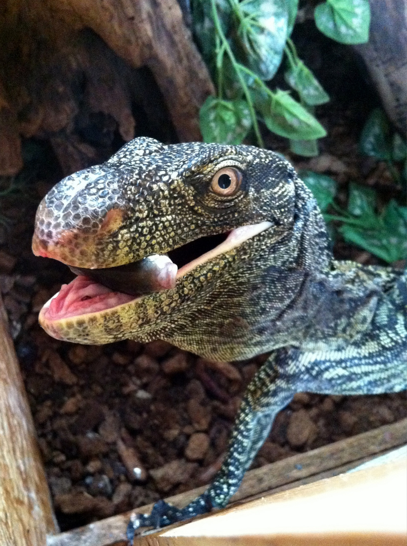 Varanus salvadorii