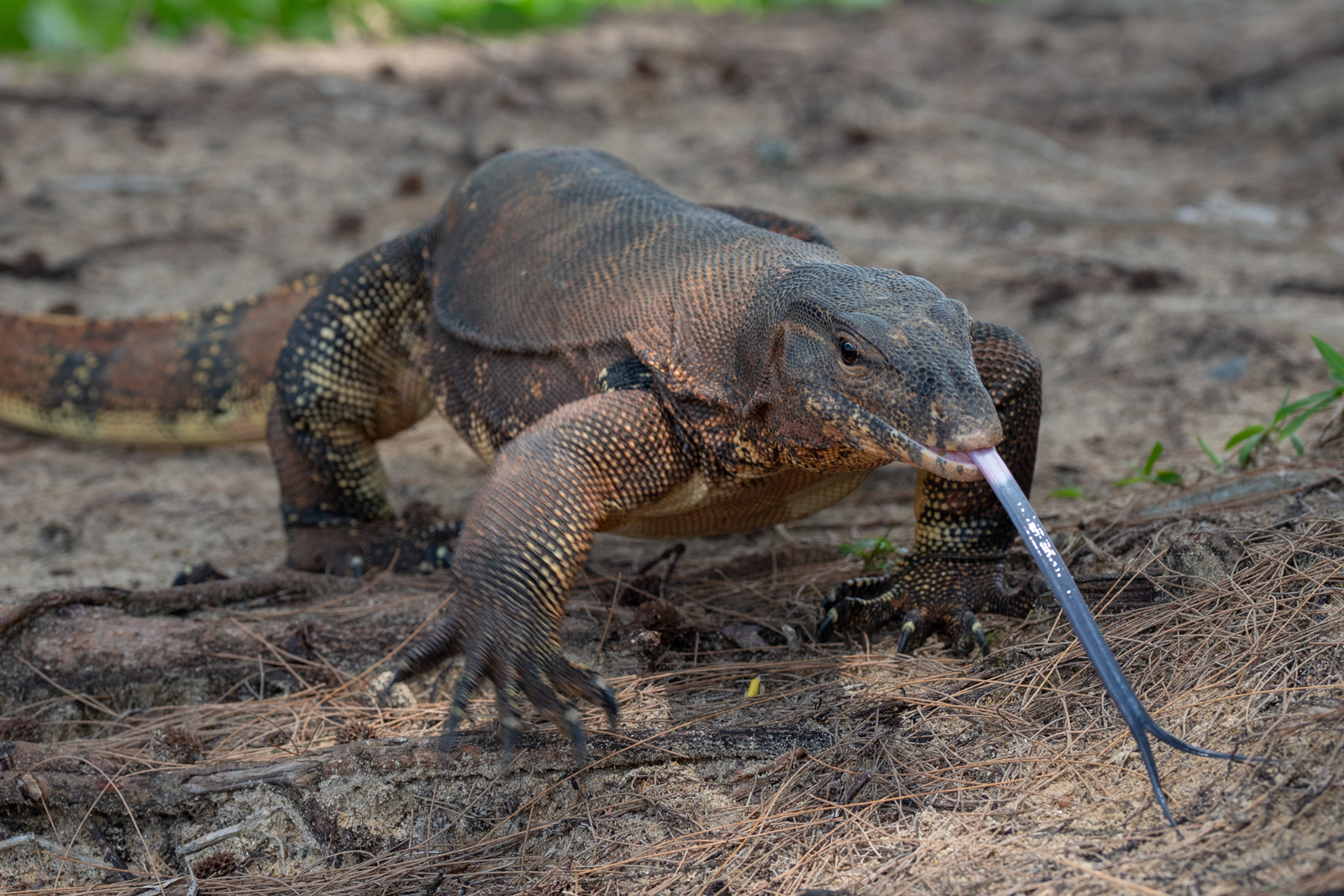 Varanus salvator