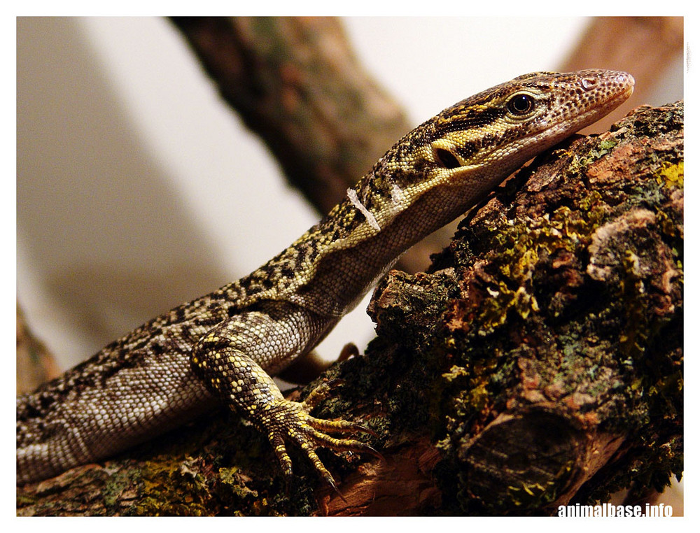 Varanus timorensis "Kisar Island" - Timorwaran aus Kisar