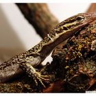 Varanus timorensis "Kisar Island" - Timorwaran aus Kisar