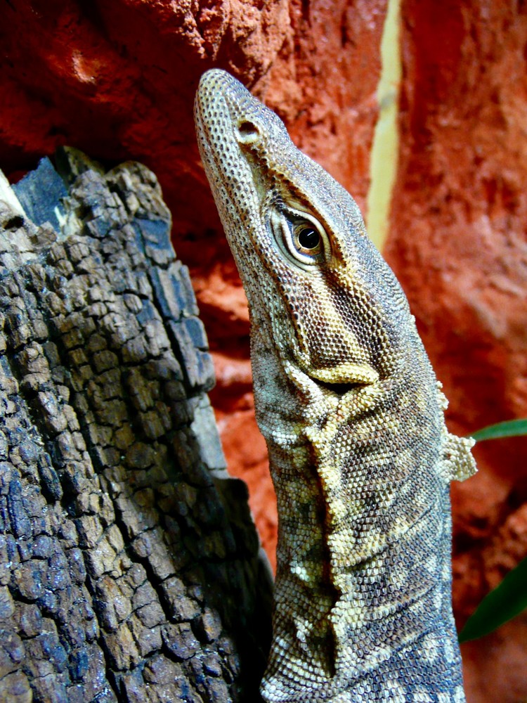 Varanus tristis orientalis Red - Trauerwaran - Monitor Lizard - Freckled goanna