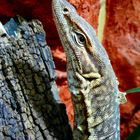 Varanus tristis orientalis Red - Trauerwaran - Monitor Lizard - Freckled goanna