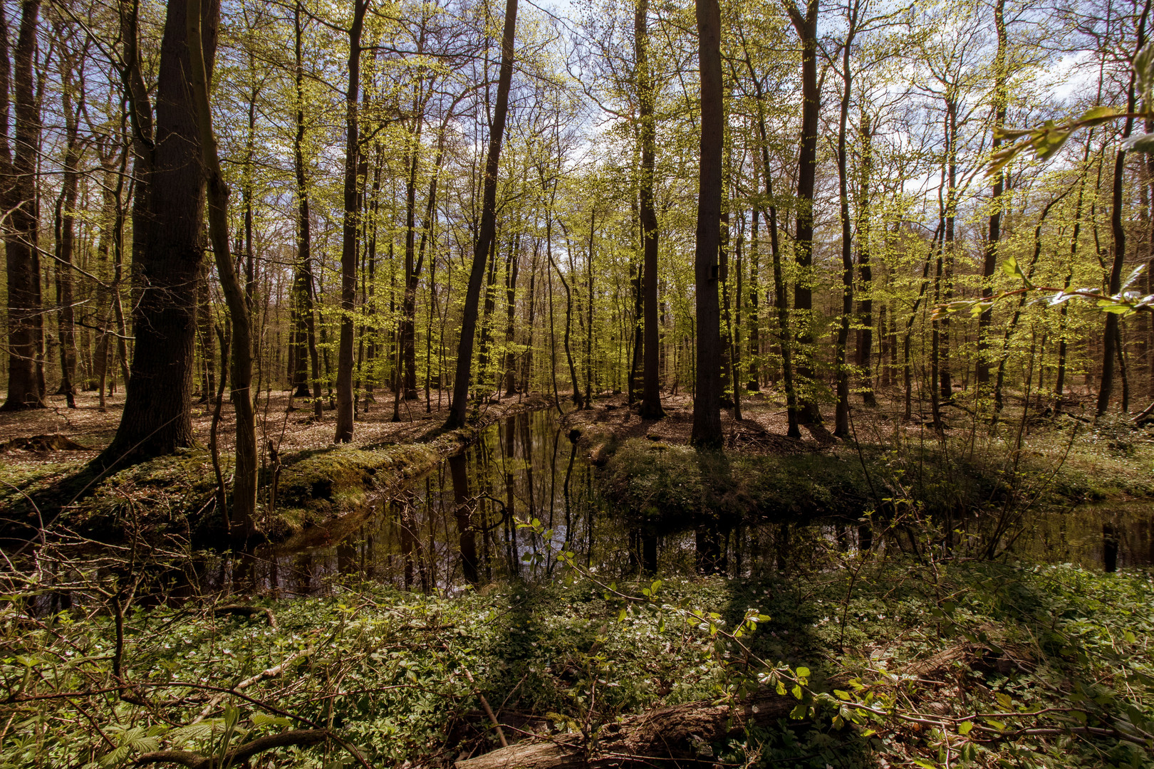 Vareler Wald Norddeutschland