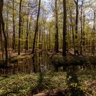 Vareler Wald Norddeutschland