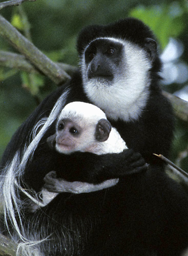 Vari, Allwetterzoo Münster