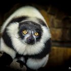 Vari. Familie Lemur.