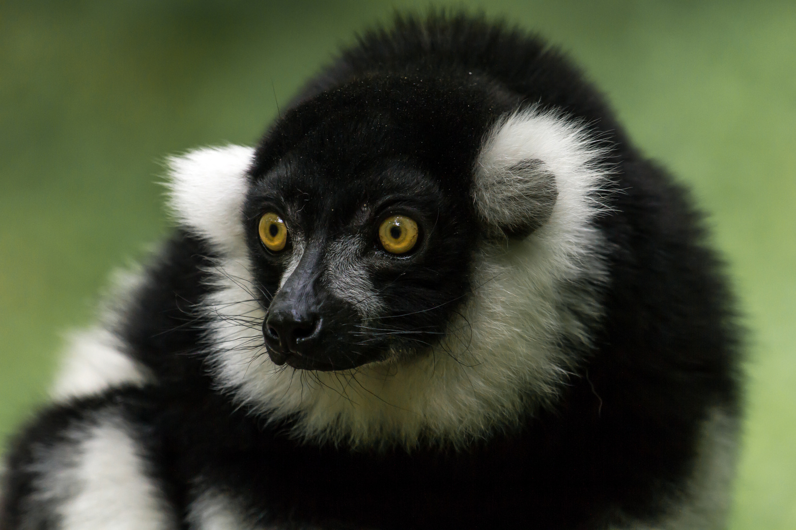 vari ........tierpark berlin