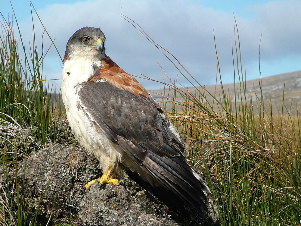 Variable Hawk