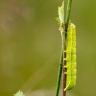 Variable Kätzcheneule ( Orthosia incerta )