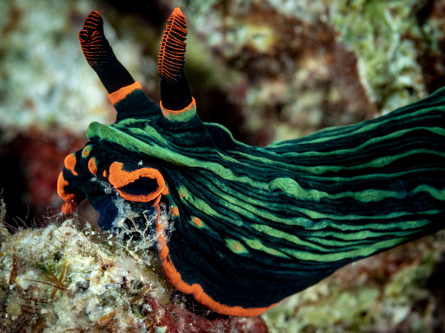 Variable Neonsternschnecke (Nembrotha kubaryana)