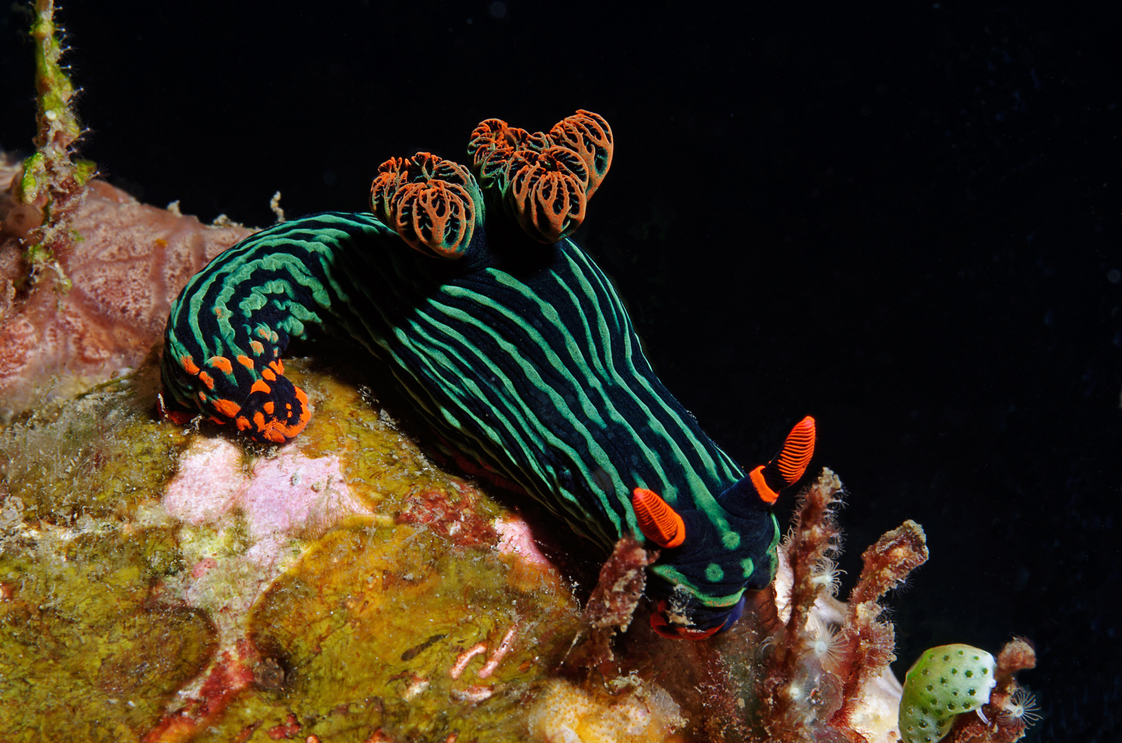 Variable Neonsternschnecke (Nembrotha kubaryana)