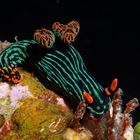 Variable Neonsternschnecke (Nembrotha kubaryana)