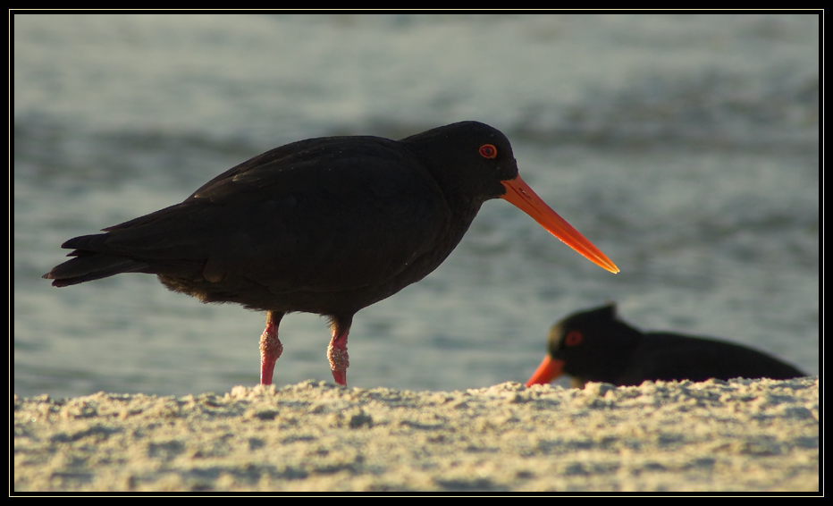 Variable Oystercatcher - NZ