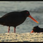 Variable Oystercatcher - NZ