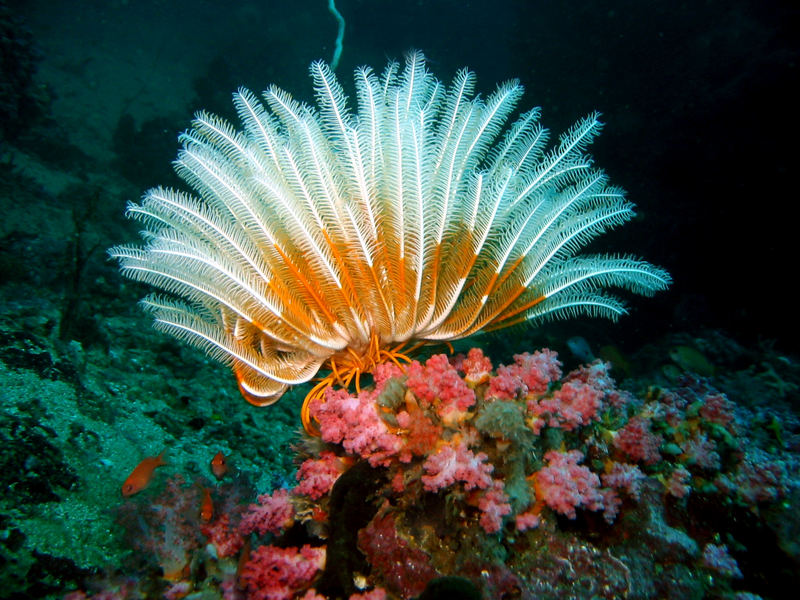 Variabler Busch Haarstern - Comanthina schlegeli - Variable Bushi feather star