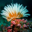 Variabler Busch Haarstern - Comanthina schlegeli - Variable Bushi feather star