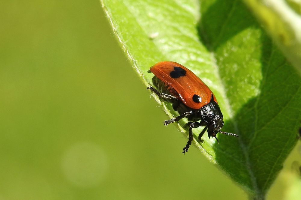 Variabler Flach-Marienkäfer