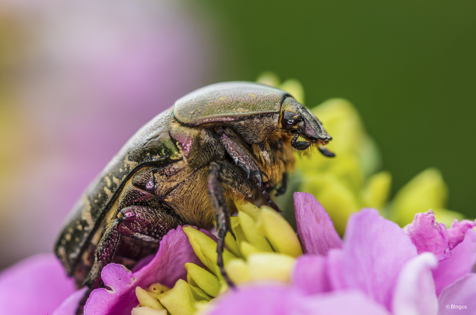 Variabler Goldkäfer (Protaetia cuprea)