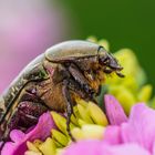 Variabler Goldkäfer (Protaetia cuprea)