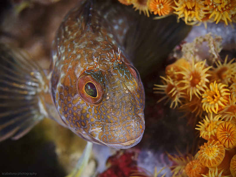 Variabler Schleimfisch