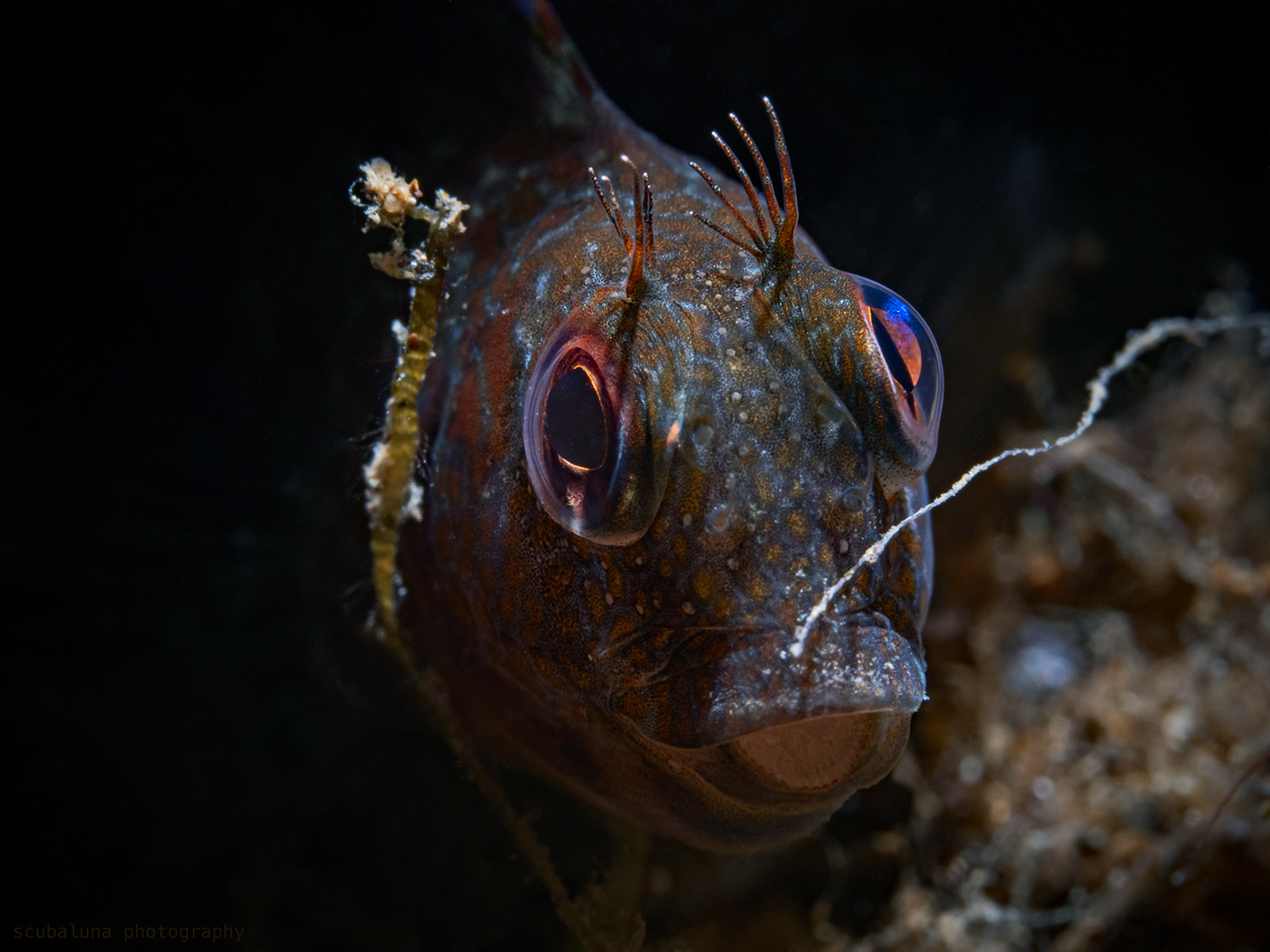 Variabler Schleimfisch 