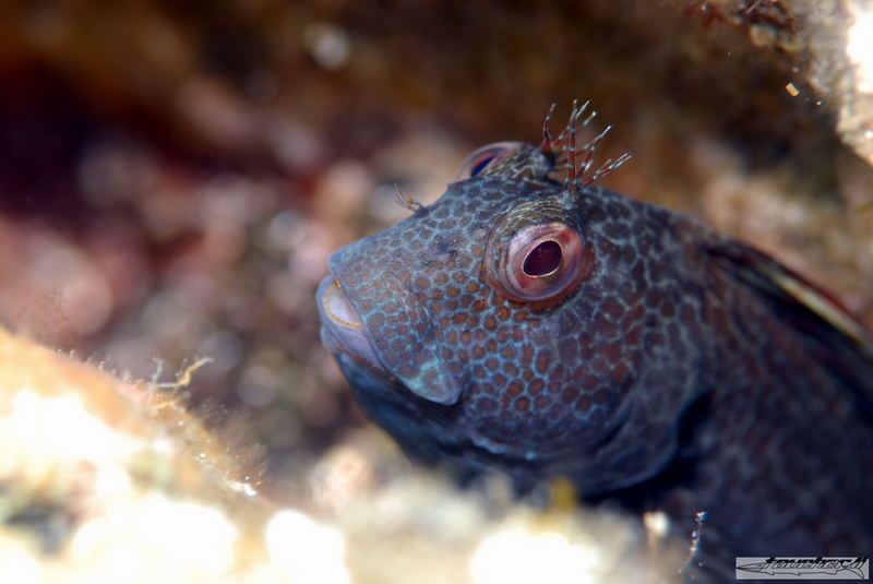 Variabler Schleimfisch in der Balz