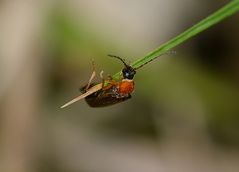 Variabler Schönbock (Phymatodes testaceus )