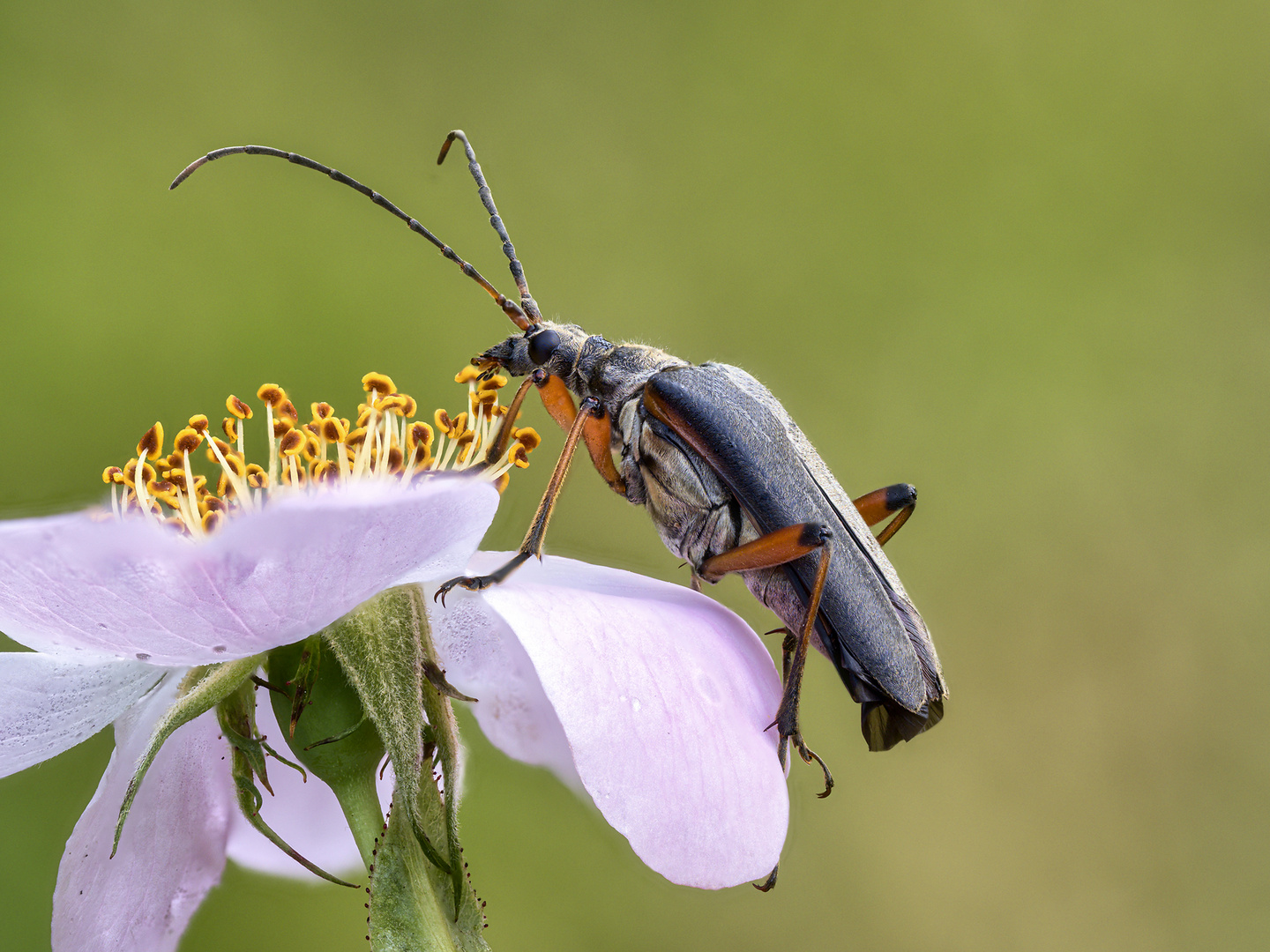 Variabler Stubbenbock (Stenocorus meridianus)