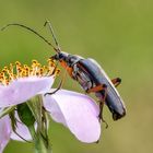 Variabler Stubbenbock (Stenocorus meridianus)