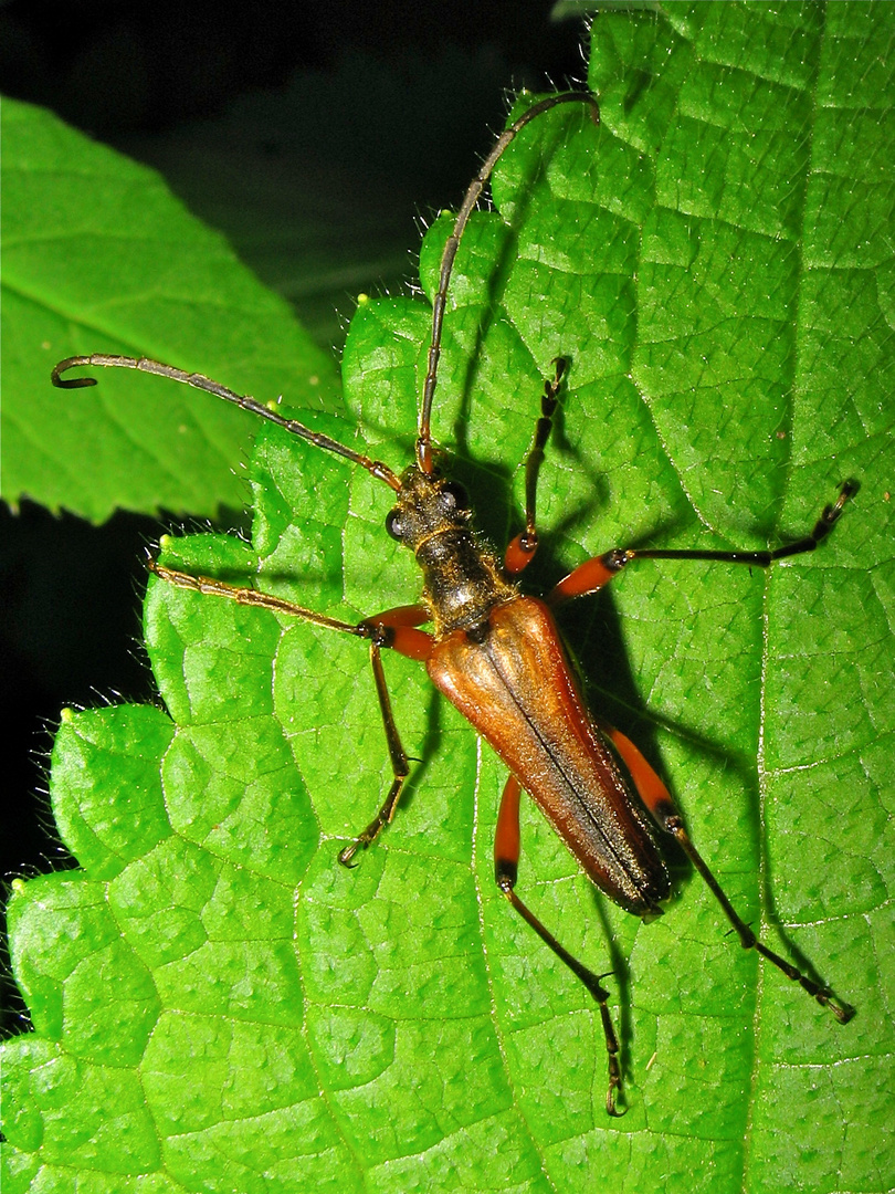 Variabler Stubbenbock - Stenocorus meridianus, Leipzig, 16.5.2012. Blitzfoto