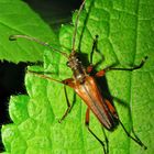 Variabler Stubbenbock - Stenocorus meridianus, Leipzig, 16.5.2012. Blitzfoto