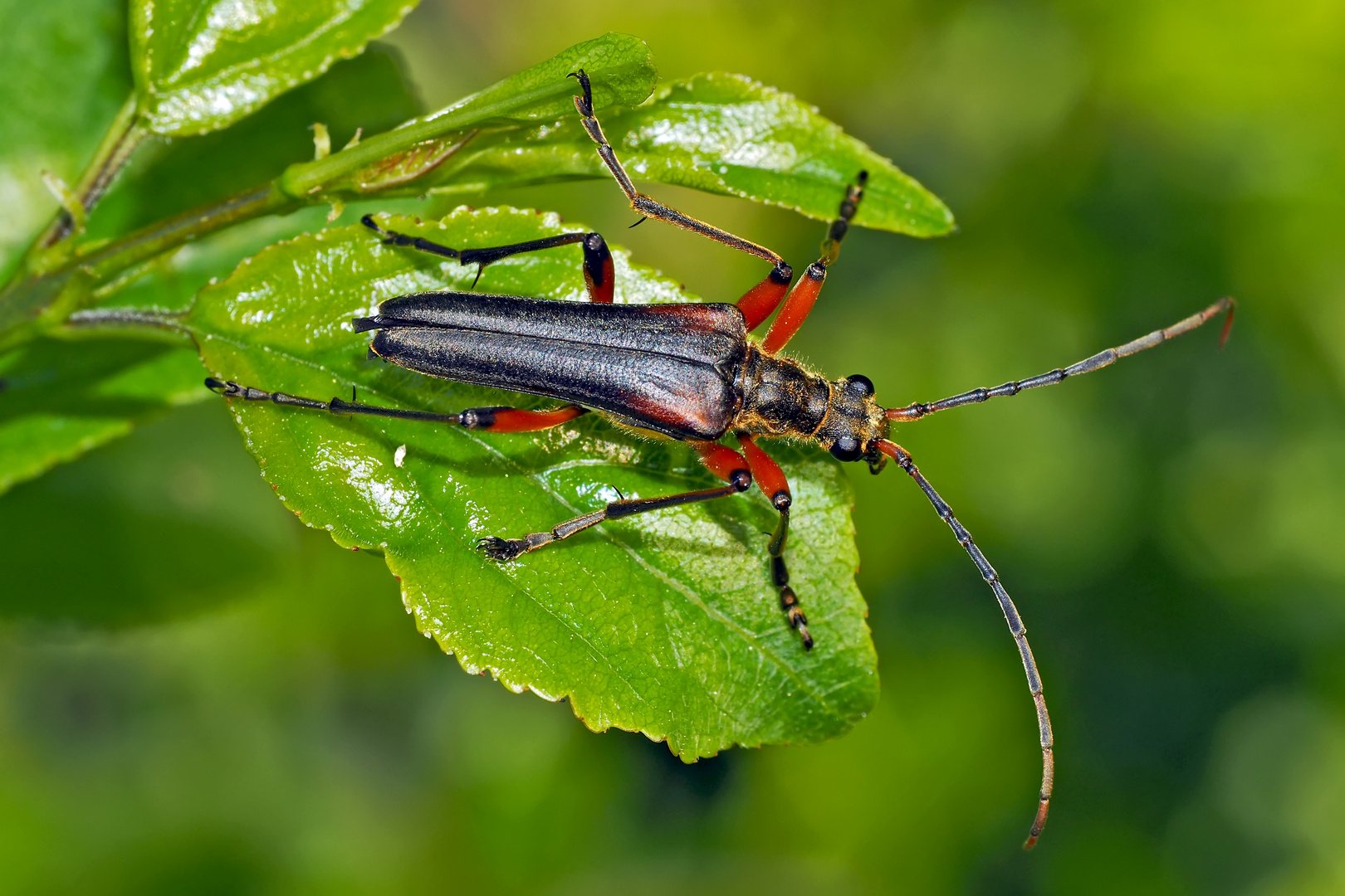 Variabler Stubbenbock (Stenocorus meridianus)  -  Longicorne variable.