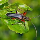 Variabler Stubbenbock (Stenocorus meridianus)  -  Longicorne variable.