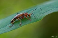 Variabler Weichkäfer