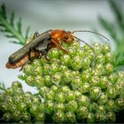 Variabler Weichkäfer auf gemeiner Schafgarbe