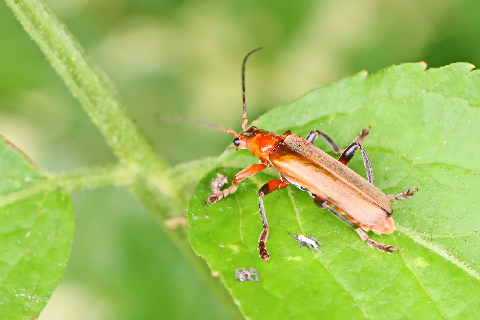 Variabler Weichkäfer - Cantharis livida