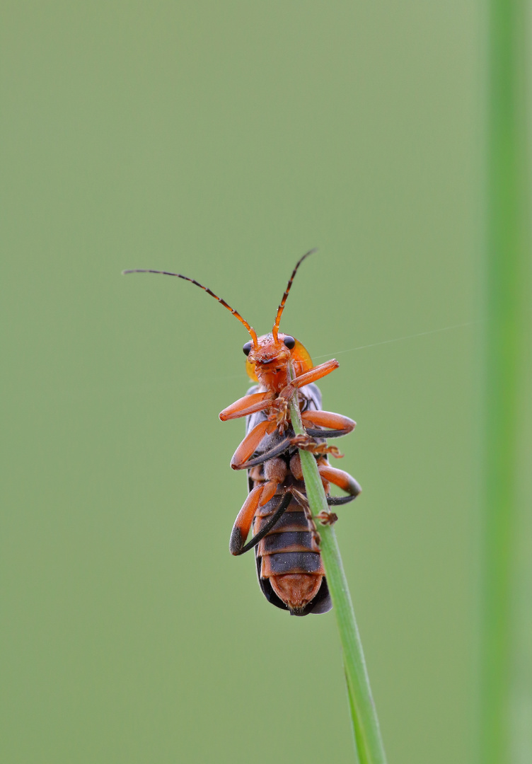 Variabler Weichkäfer/ Cantharis livida