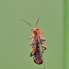 Variabler Weichkäfer/ Cantharis livida