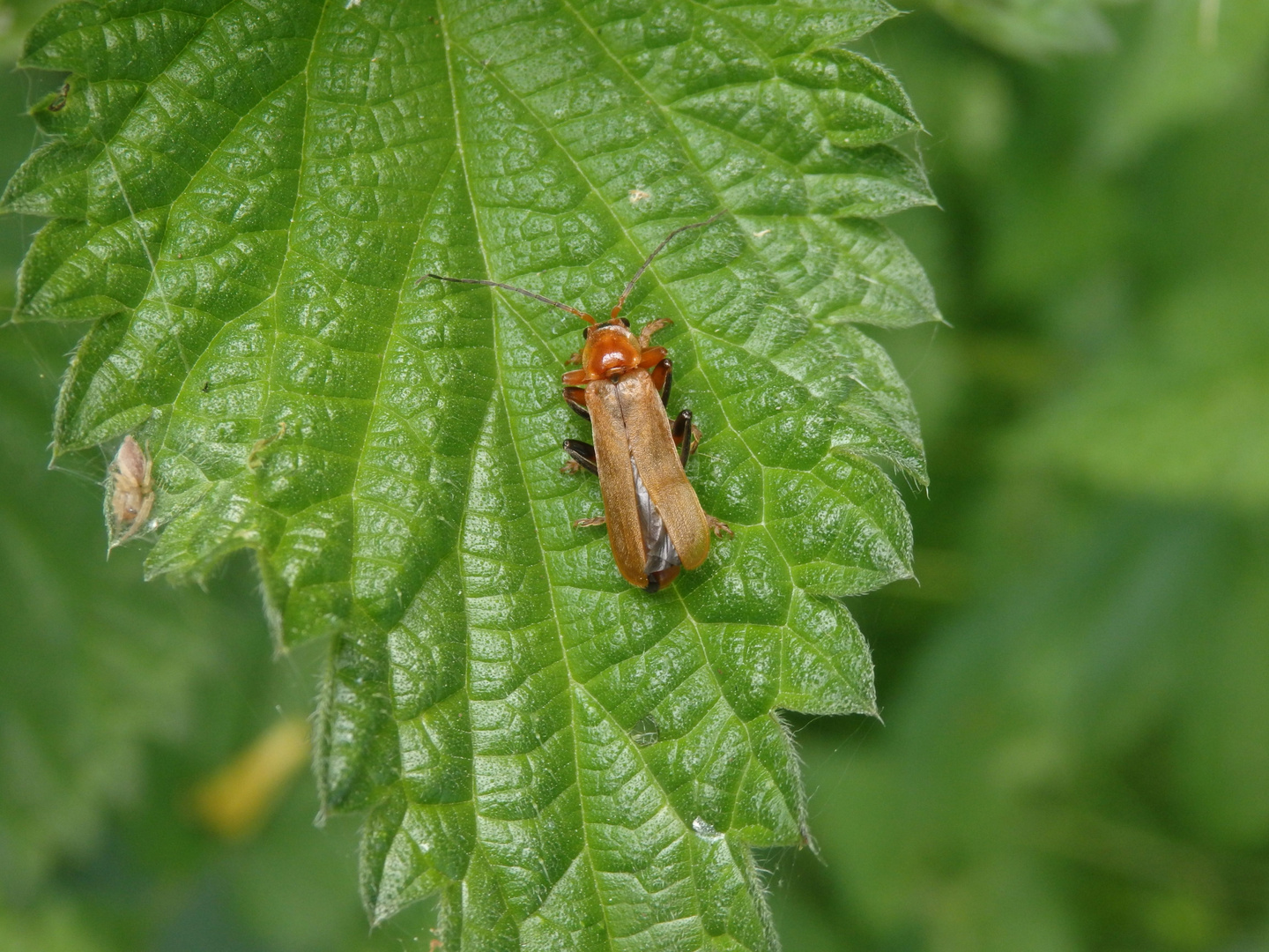 Variabler Weichkäfer (Cantharis livida) auf Brennnessel