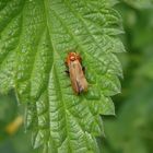 Variabler Weichkäfer (Cantharis livida) auf Brennnessel