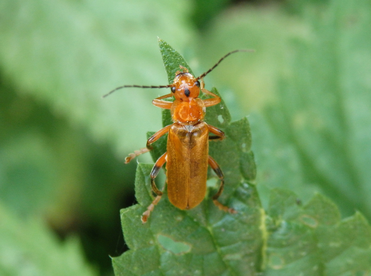 Variabler Weichkäfer (Cantharis livida)