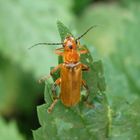 Variabler Weichkäfer (Cantharis livida)