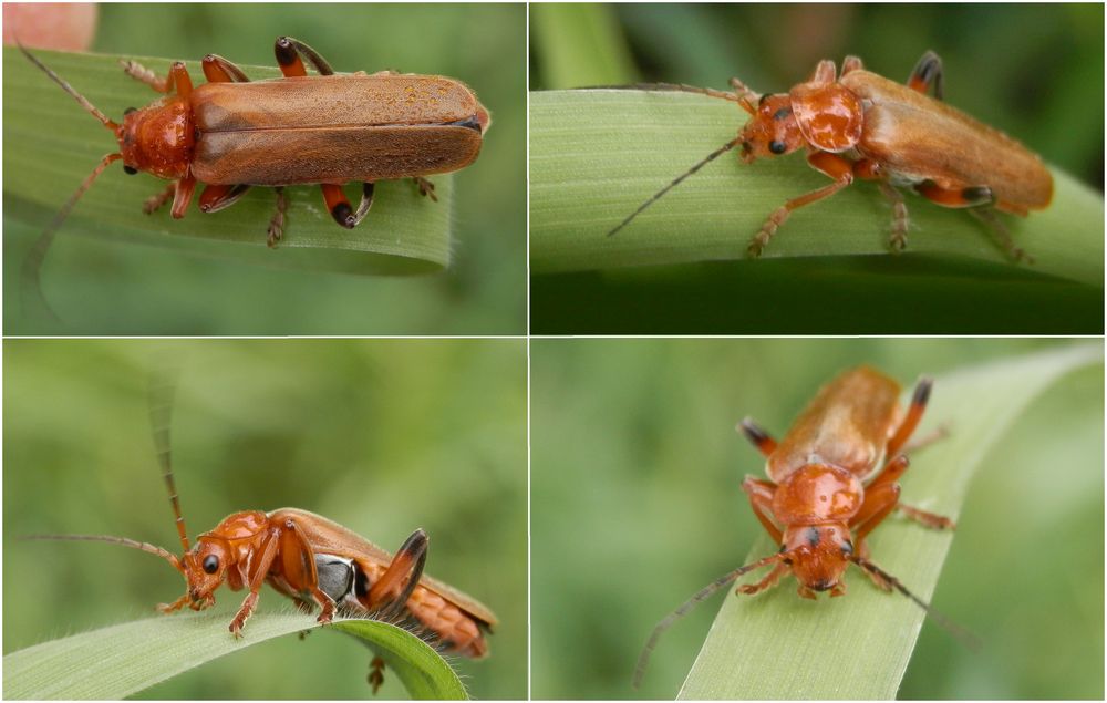 Variabler Weichkäfer (Cantharis livida) - Collage