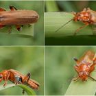 Variabler Weichkäfer (Cantharis livida) - Collage